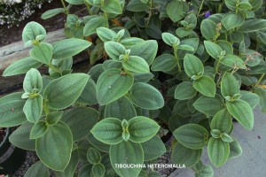 Tibouchina heteromalla - foliage